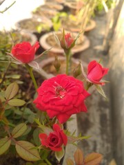Red Rose Flowers outdoor