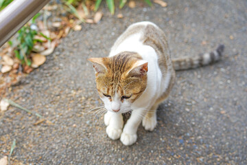 道端で身をかがめる野良猫