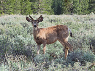 Mule deer buck standing in the sagebrush in the Sierra Nevada Mountains, Mono County, Twin Lakes, California.