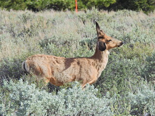 Naklejka na ściany i meble Mule deer buck standing in the sagebrush in the Sierra Nevada Mountains, Mono County, Twin Lakes, California.