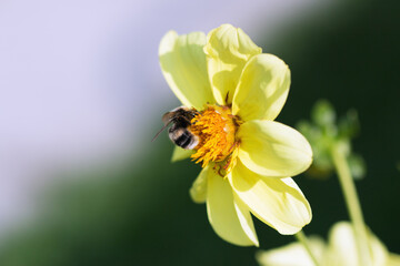 The insect collects pollen on a yellow flower in a summer garden. Macro.