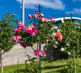 flowers in the garden