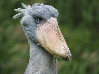 Ein Schuhschnabel vor gr&uuml;nem unscharfen Hintergrund, Portrait, Balaeniceps rex