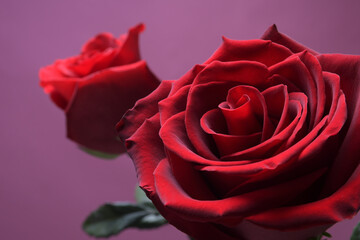 Background for Valentine's Day greeting card.Valentines day concept.Red, beautiful blooming rose. Close up.