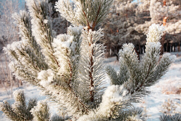 snow covered pine trees in winter