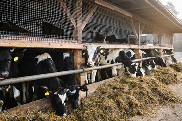 Cows eating on a farm. 
