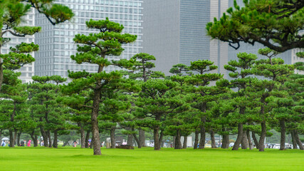 Parco accanto al Palazzo Reale di Tokyo