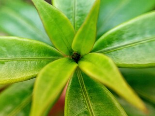 close up of green leaf