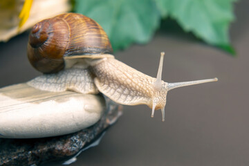 grape snail is actively crawling in nature. mollusc and invertebrate. delicacy meat and gourmet food