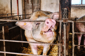 Male pig on a farm. 