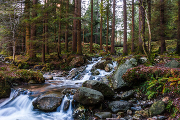 Steam of water long shoot in forest of Glendalough at sunset during winter and autumn with lots of trees and stones on foreground. Concepts: season, outdoors, travelling, landscape