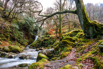 Steam of water long shoot in forest of Glendalough at sunset during winter and autumn with lots of trees, moss and stones on foreground. Concepts: season, outdoors, travelling, landscape