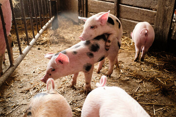Domestic pigs on a farm.
