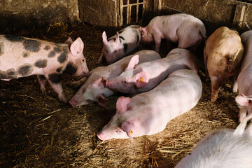 Domestic pigs on a farm.