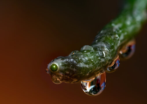 Closeup of an orchid root with water drops.