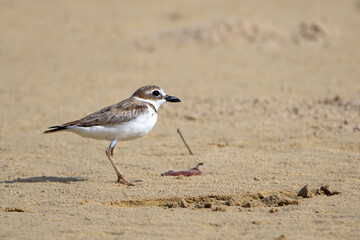 Wilson's Plover (Charadrius wilsonia); isolated on a sandbar. Bahia Brazil