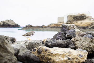 Non breeding Ruddy Turnstone (Arenaria interpres) on Lobos Island, Fuerteventura.