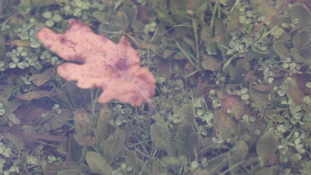 Leaf floating in a puddle of Rascafria on a rainy day