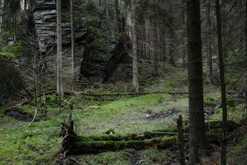 Stark vemooster Waldboden im Jückelbachgrund im Thüringer Schiefergebirge. Eine starke Vermoosung ist oft die Folge von Umweltverschmutzung und saurem Regen.