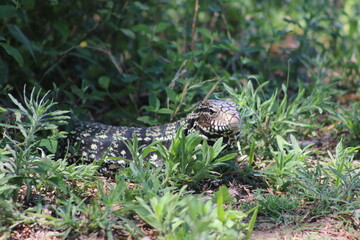 Lagarto Overo