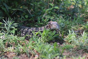 Lagarto Overo