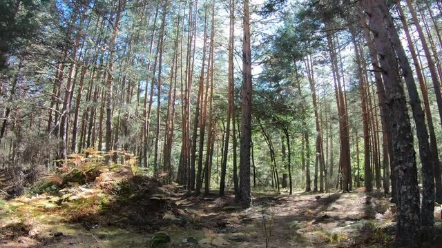 Time warp in the forests of Rascafria, Spain

