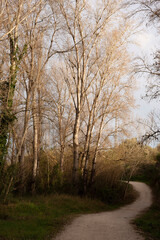 Obraz na płótnie Canvas Bosque mediterráneo al atardecer en invierno. Camino de tierra con curva a la izquierda al final. Grupo de árboles sin hojas. Romanticismo, frialdad.