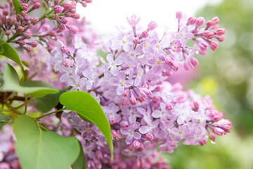 Branch of lilac flower