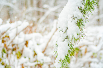Close-up of a pine branch with green needles covered with snow on a light background. Winter background with evergreen tree.