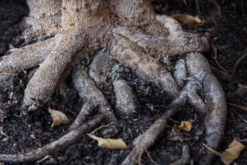 intertwined roots of plants on the ground surface