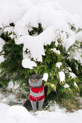 A gray purebred cat sits under a snow-covered bush in a red sweatshirt with deer. The cat has snow on its head. Domestic cat outside in winter. Christmas with pets. Clothes for pets. Homeless animals.