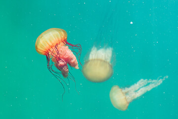 Red jellyfish in crystal clear water in the pacific ocean.