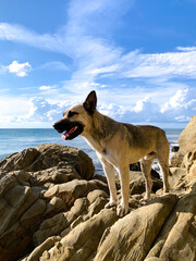 The dog stands on high rocks above the sea