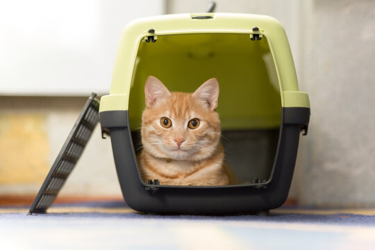 Foxy cat inside plastic carrier box, travel with cat