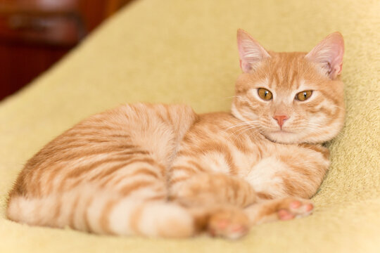 Peaceful orange red-headed cat male kitten sleeping on blanket