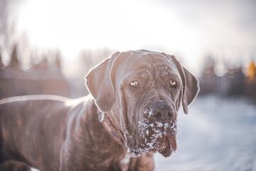 Beautiful Young Cane Corse female dog playing outside in the snow in winter