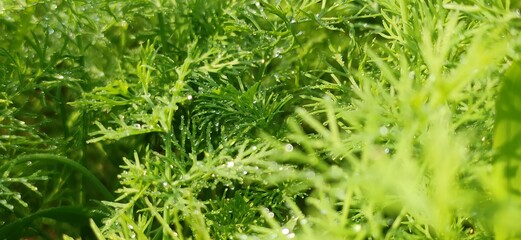 winter vegetables grown in the roof top garden in the direct Sun light after the rain.
