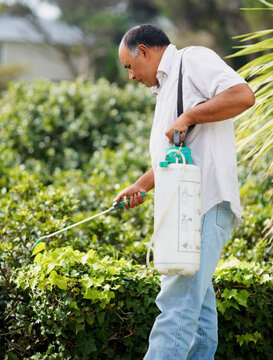 Man watering shrubs