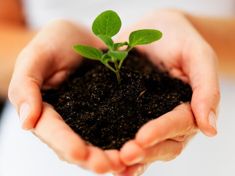 Hands holding sapling