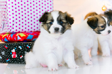 Papillon puppies under the Christmas tree with gifts.