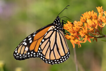 Monarch butterfly
