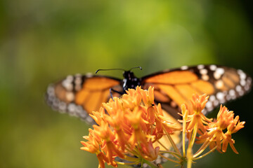 Monarch butterfly