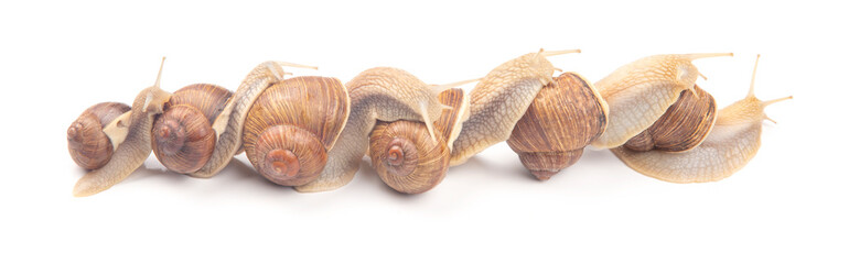 Helix pomatia. grape snail on a white background. mollusc and invertebrate. gourmet protein meat food. communication of the individual in society