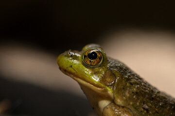 Bullfrog 