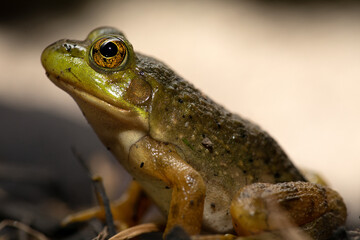 Bullfrog 