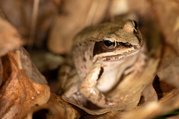 Wood Frog