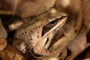 Wood Frog