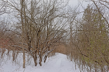 hiking trail through a snowy forest in Gatineau national park Canada