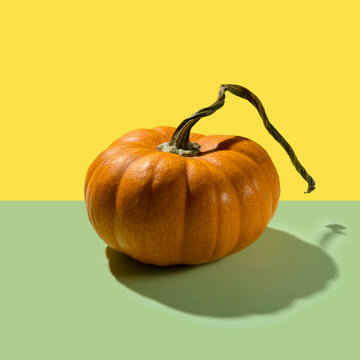 Studio shot of pumpkin