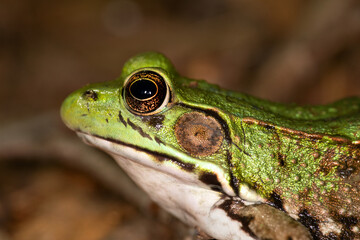 Northern Green Frog